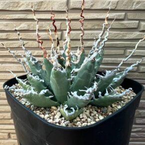 utahensis eborispina