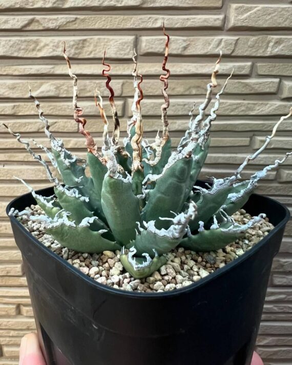 utahensis eborispina