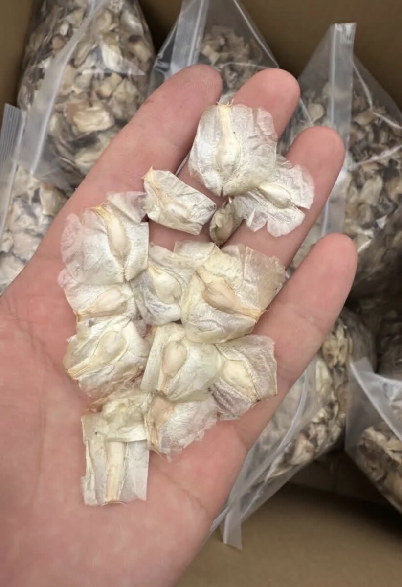 Welwitschia mirabilis seeds - Image 3