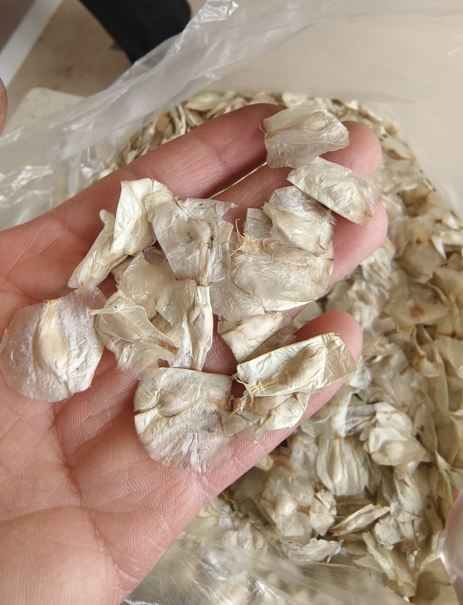 Welwitschia mirabilis seeds - Image 4