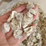 Welwitschia mirabilis seeds