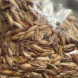 fouquieria purpusii seeds