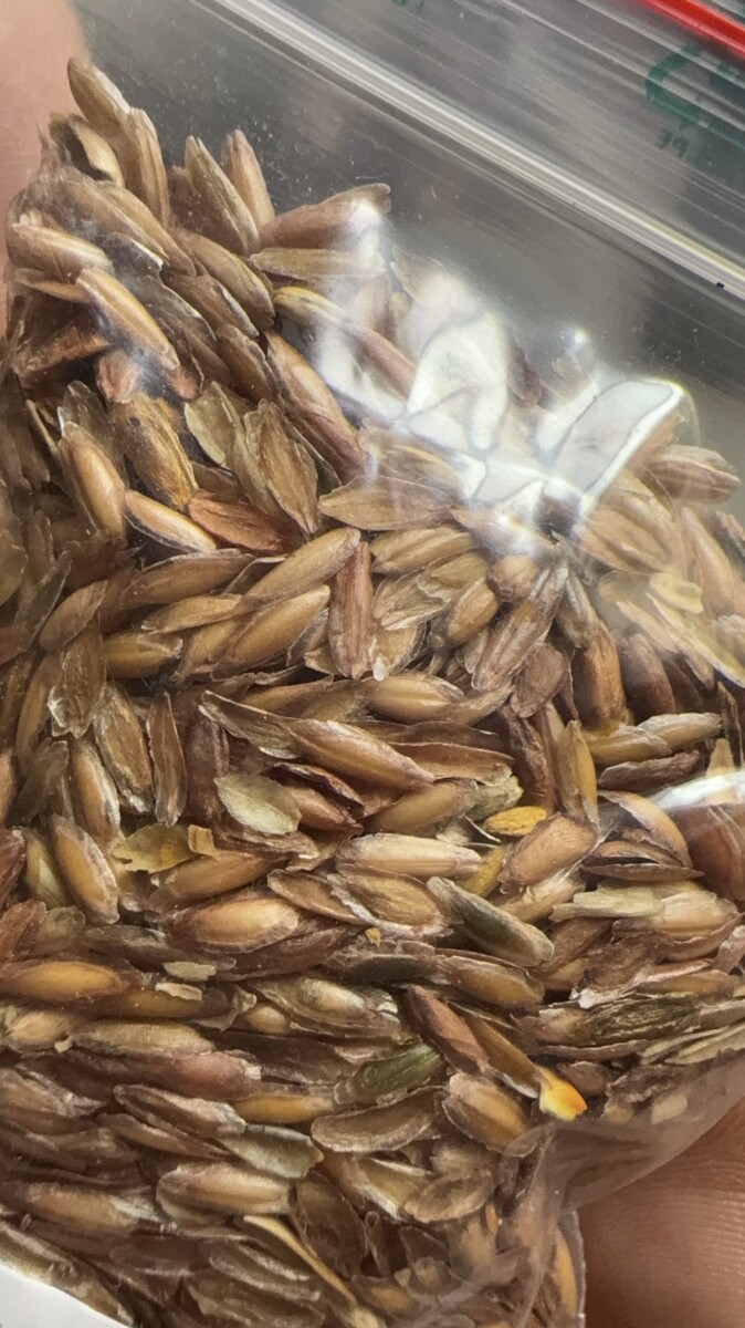 fouquieria purpusii seeds