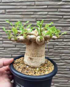 Euphorbia Fishbone