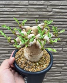 Euphorbia Fishbone