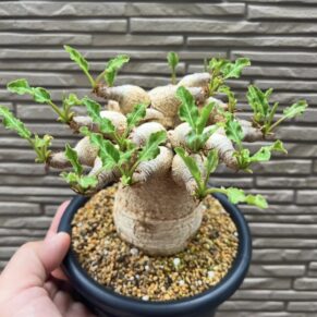 Euphorbia Fishbone