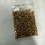 fouquieria purpusii seeds