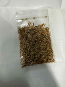 fouquieria purpusii seeds