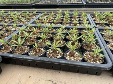 Fouquieria purpusii seeds 