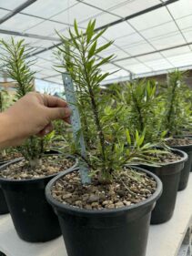 fouquieria purpusii seeds