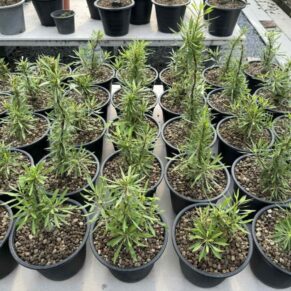 Fouquieria purpusii seeds