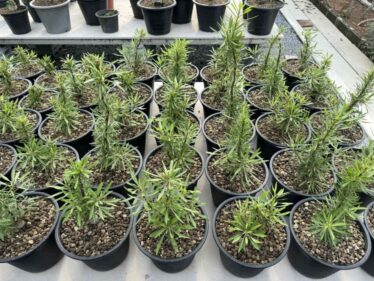 Fouquieria purpusii seeds 