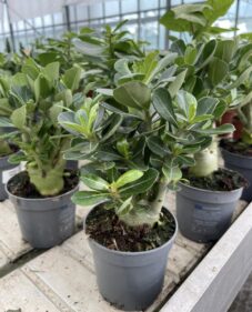 Adenium Obesum(Desert Rose)