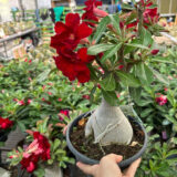 Adenium Obesum(Desert rose)