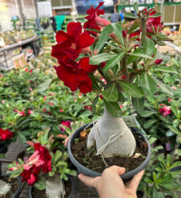 Adenium Obesum( Desert rose)