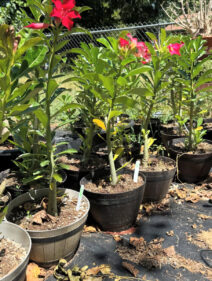 Adenium Obesum(Desert Rose)