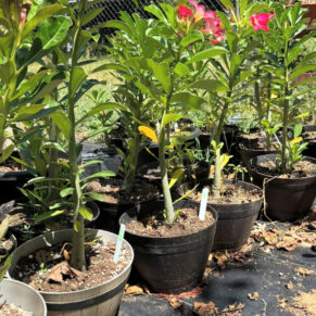 Adenium Obsesum(Rose Desert)