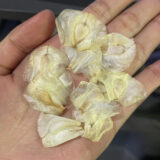 Welwitschia mirabilis seeds