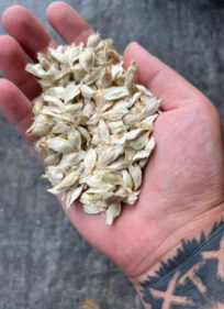 Welwitschia mirabilis seeds