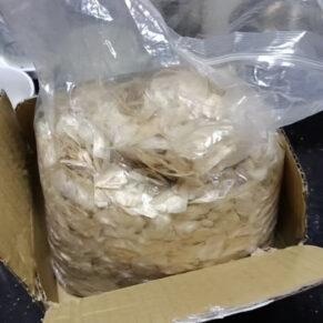 Welwitschia mirabilis seeds