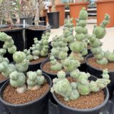 Myrtillocactus geometrizans