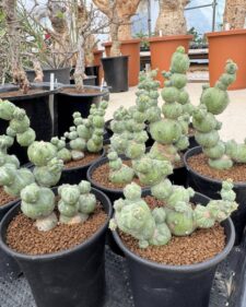 Myrtillocactus geometrizans