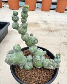 Myrtillocactus geometrizans
