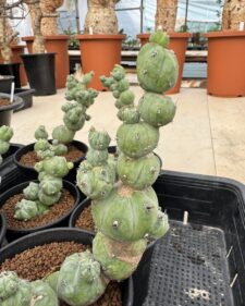 where to buy cactus plants near me 