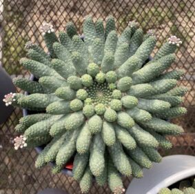 Euphorbia esculenta