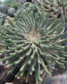 Euphorbia esculenta