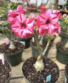 Desert Roses for sale
