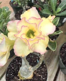 desert roses for sale 