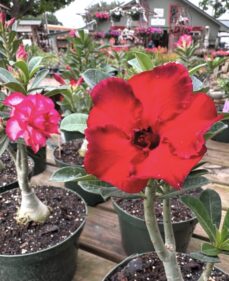 Desert Roses for sale