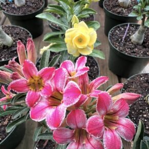 Desert Roses for sale