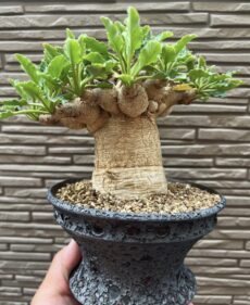 Euphorbia Fishbone