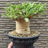 Euphorbia Fishbone