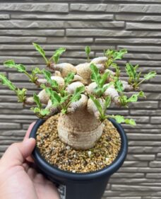 Euphorbia Fishbone
