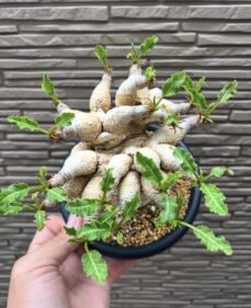 Euphorbia Fishbone
