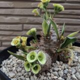 Euphorbia parvi medusae