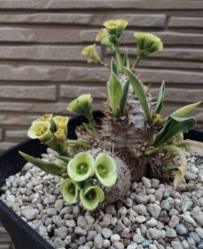 Euphorbia parvi medusae