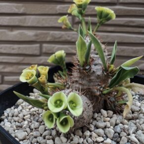 Euphorbia parvi medusae