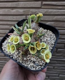 Euphorbia parvi medusae