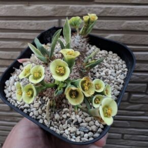 Euphorbia parvi medusae