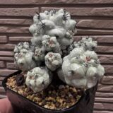 Cochemiea macdougallii