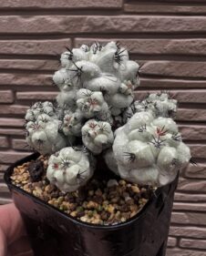 Cochemiea macdougallii