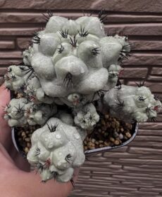 Cochemiea macdougallii