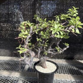 Commiphora rostrata