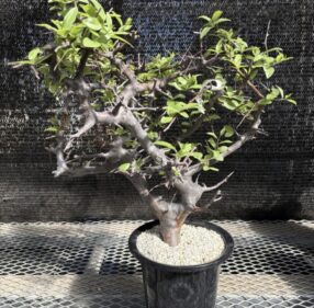 Commiphora rostrata