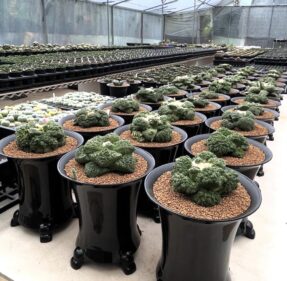 Ariocarpus cauliflower x Godzilla