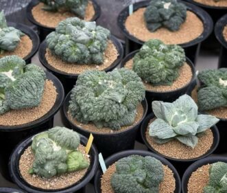 Ariocarpus cauliflower x Godzilla